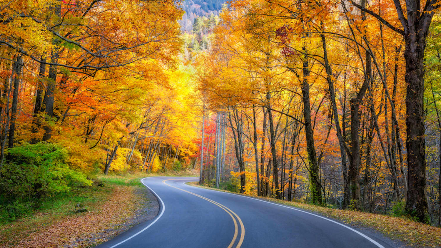 Smoky Mountains Fall Foliage Map Fall Foliage 2020 Prediction Map For Leaf Peepers Released | Apartment  Therapy