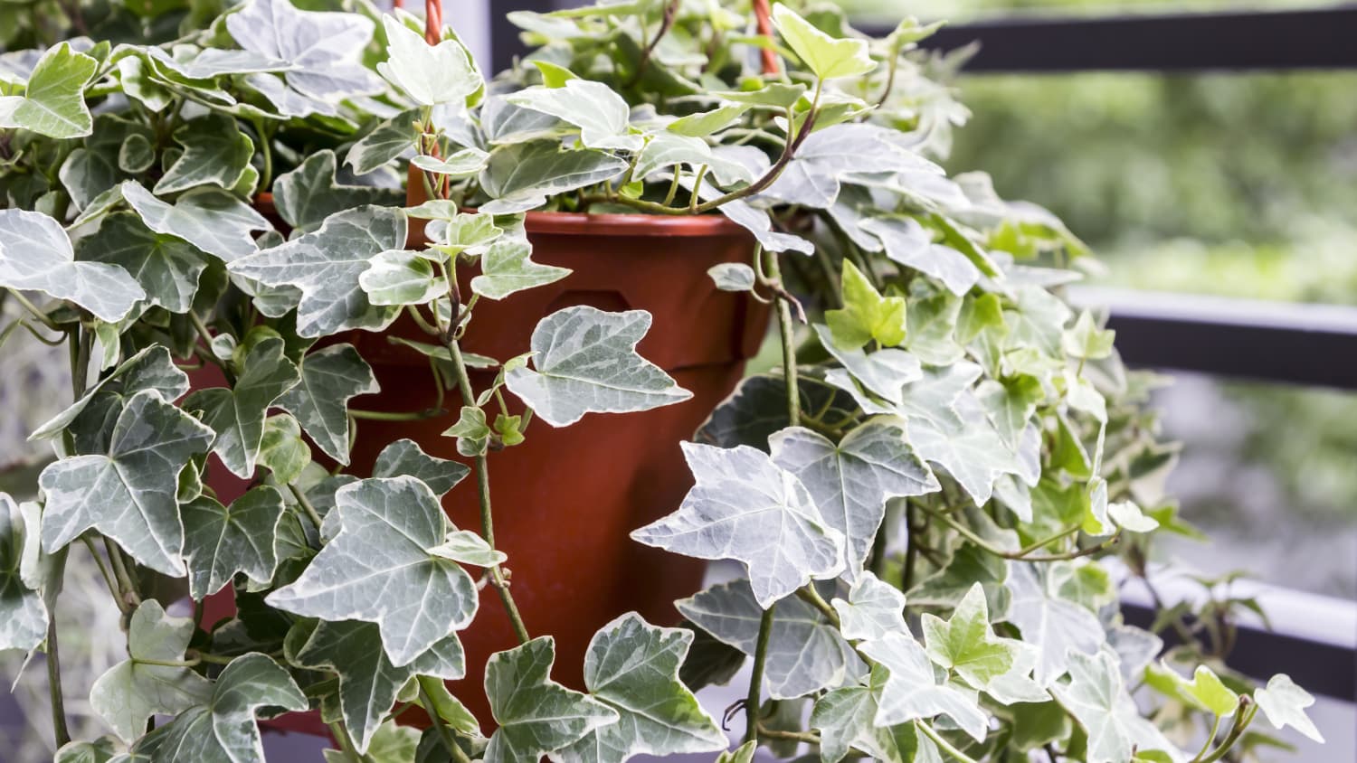 image.title English Ivy Care Plant - How to Grow English Ivy