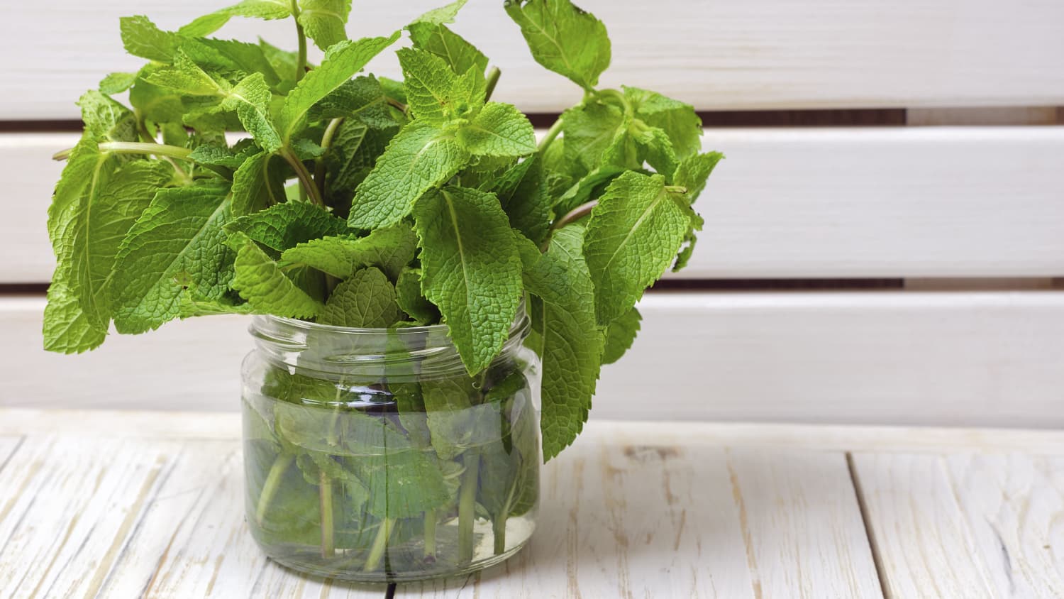 How to Store Mint 