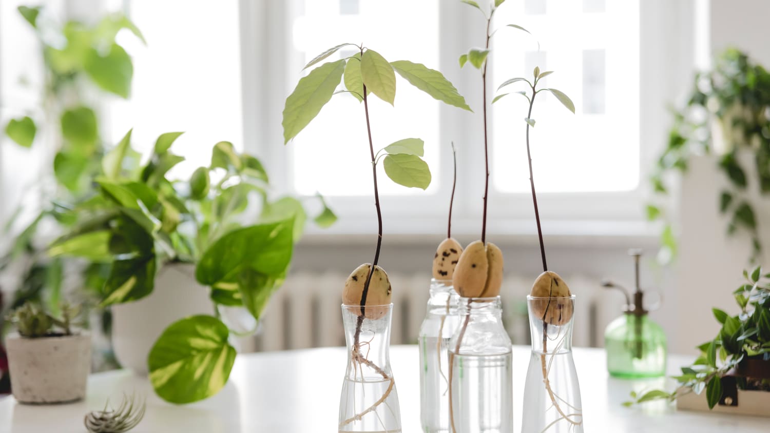How To Grow Avocado Plants From Pits Apartment Therapy