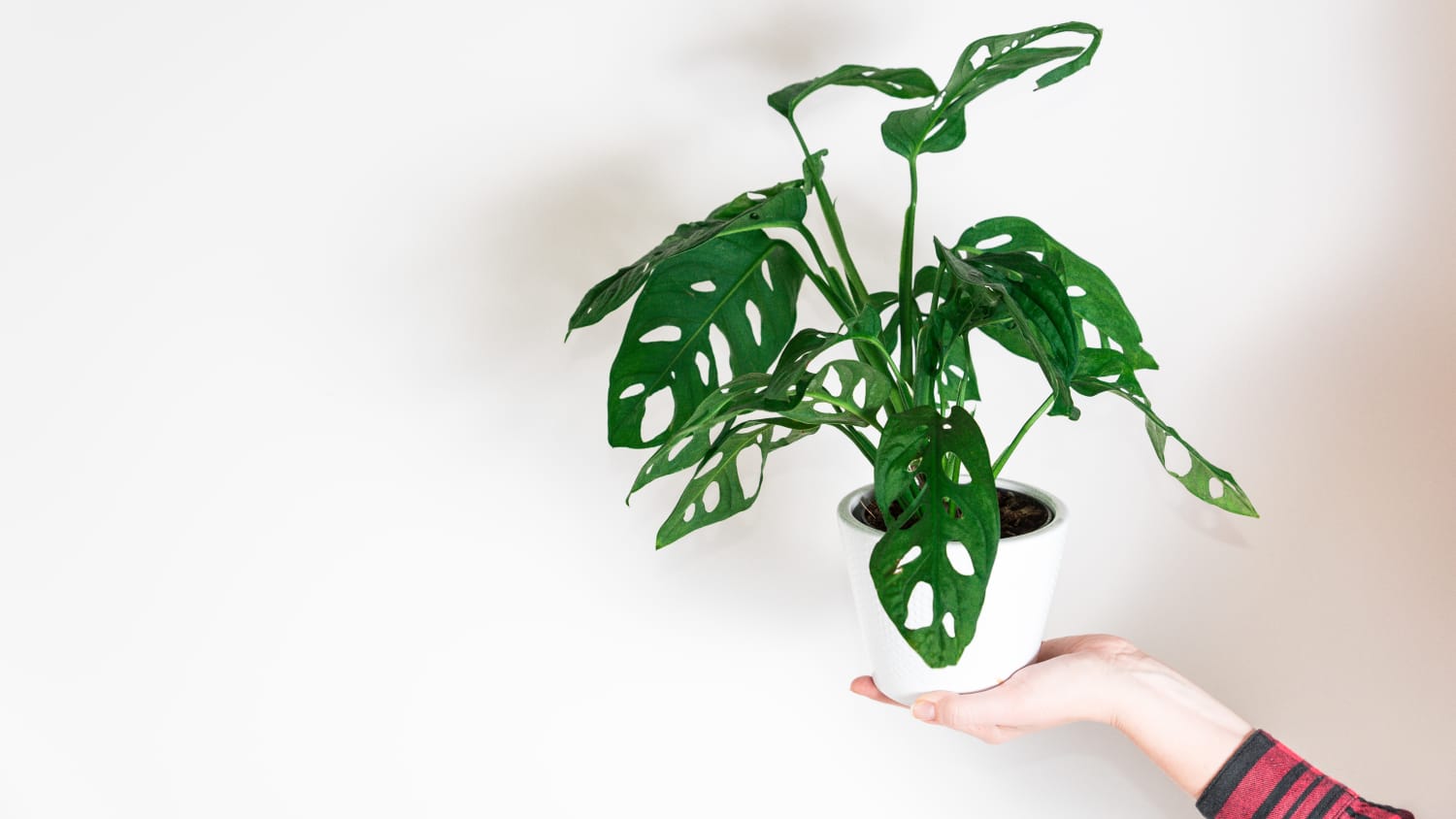 Monstera Adansonii Care How To Grow Maintain Swiss Cheese Vine