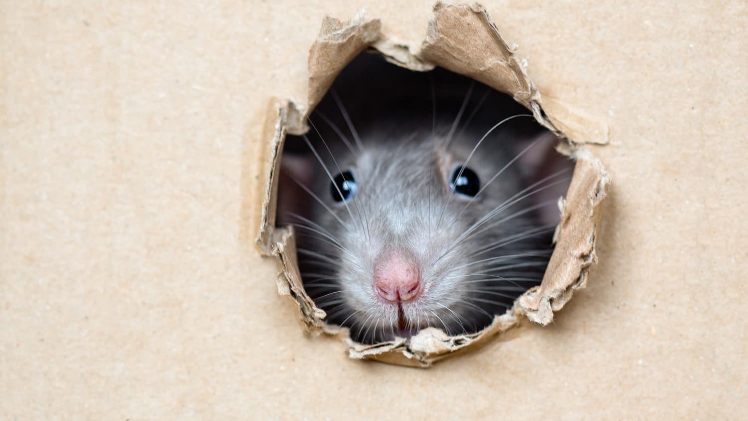 How To Get Rid Of Attic Rats Quick