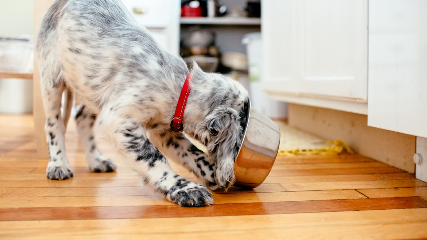 Nsf dog hot sale bowls