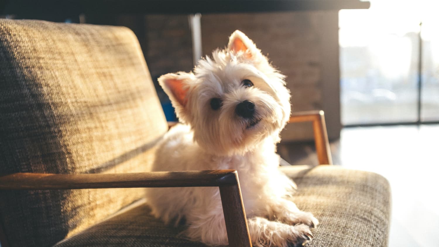 Office chair with dog seat store