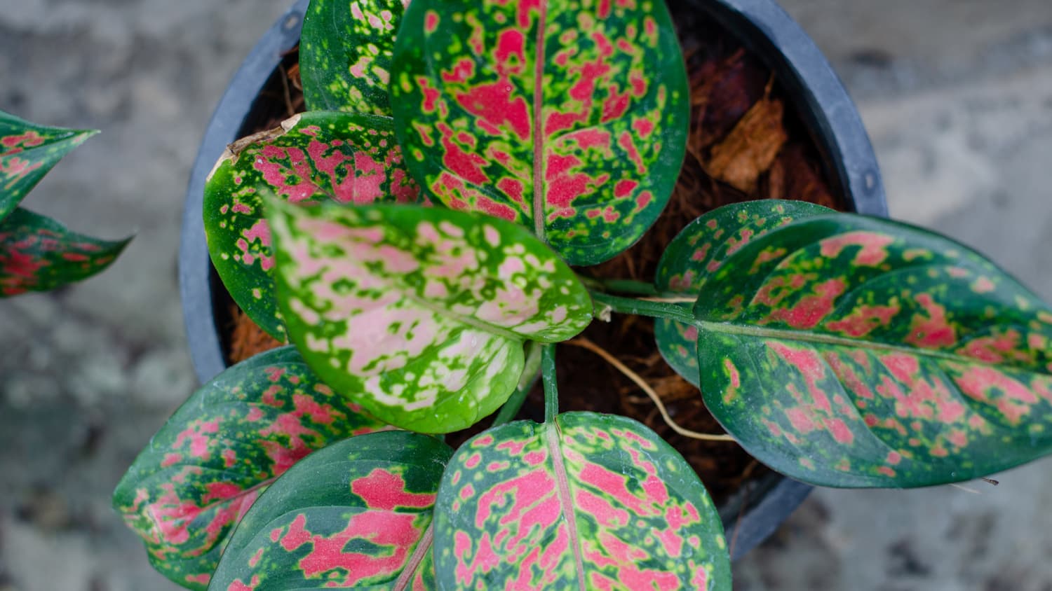 Chinese evergreen aspca shop