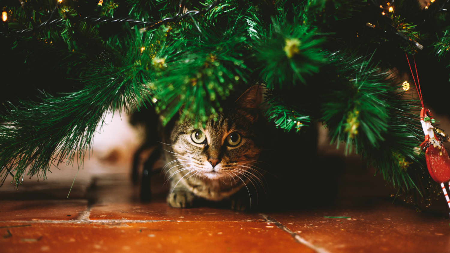 Cat ate online fake christmas tree
