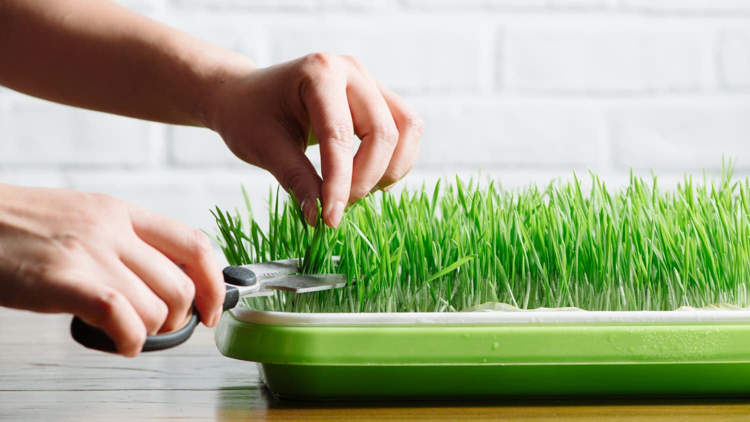 Indoor grass deals
