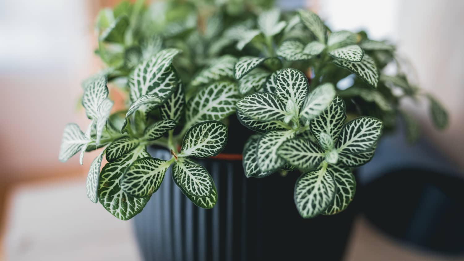 Green and deals white leaf plant