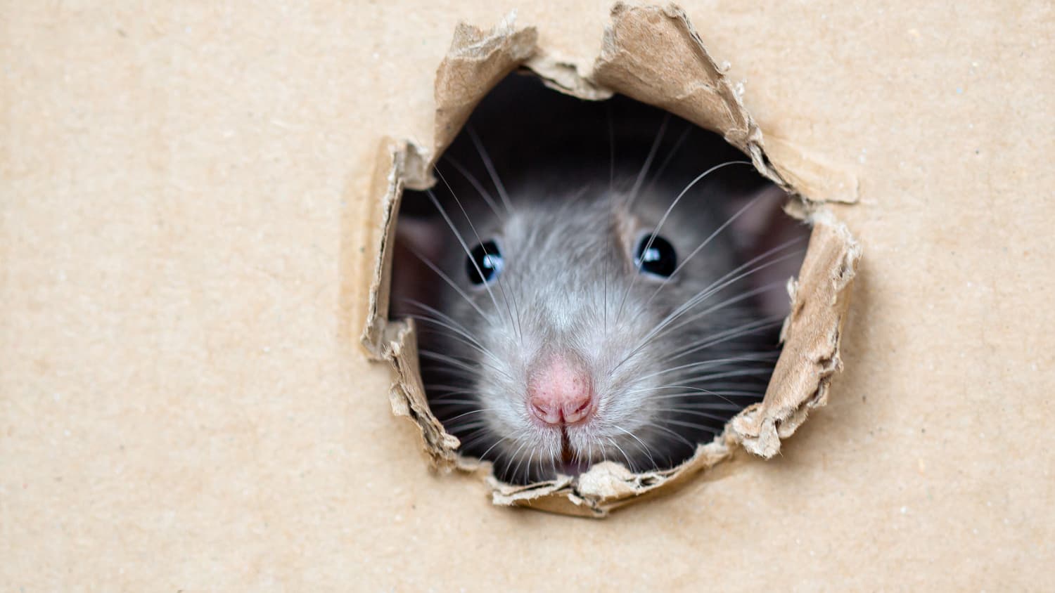 How to get rid top of mice in apartment