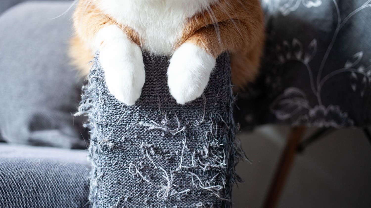 Couch Cat Blocker informacionpublica.svet.gob.gt