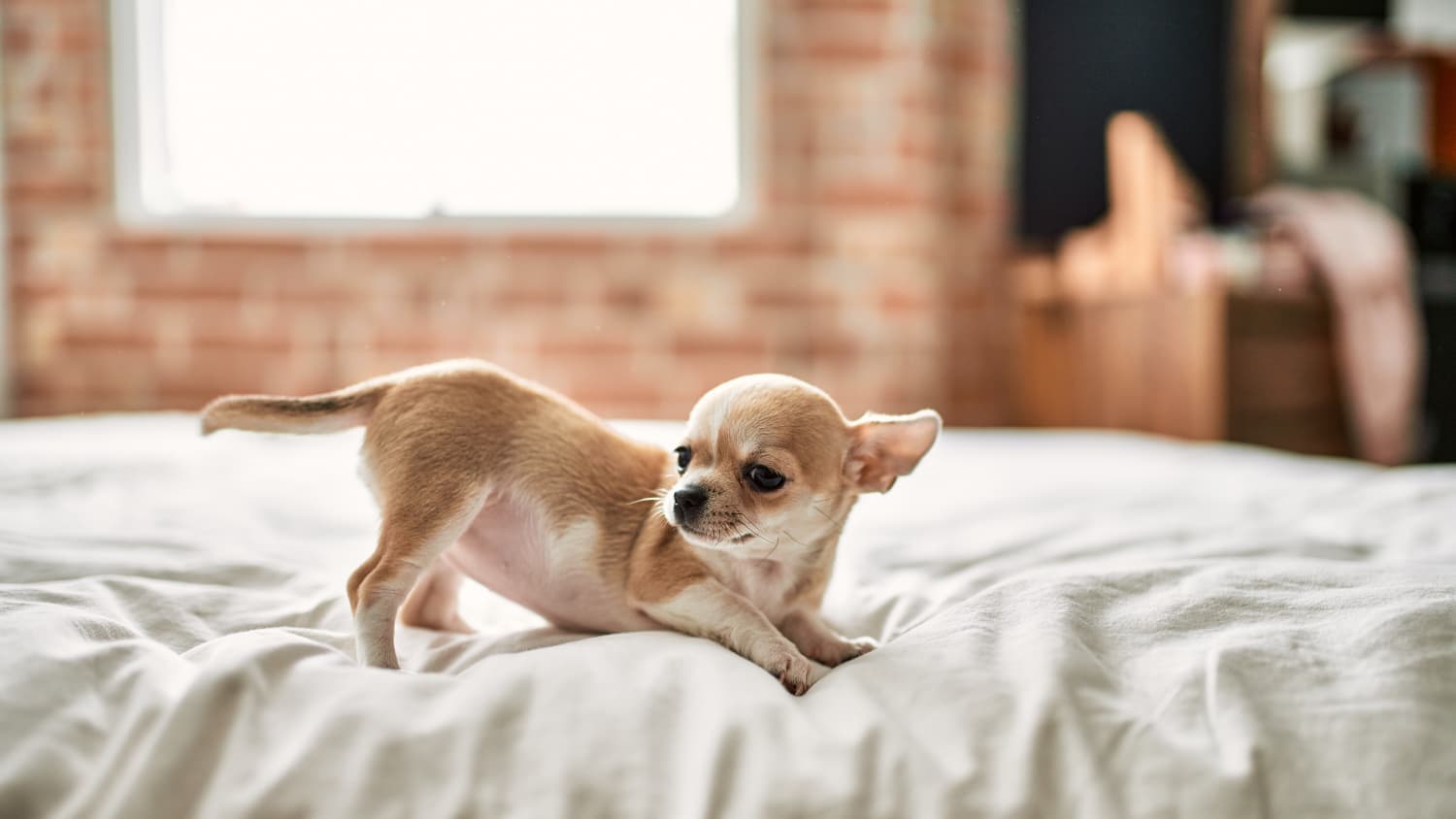 Why do chihuahuas dig before lying down cheap