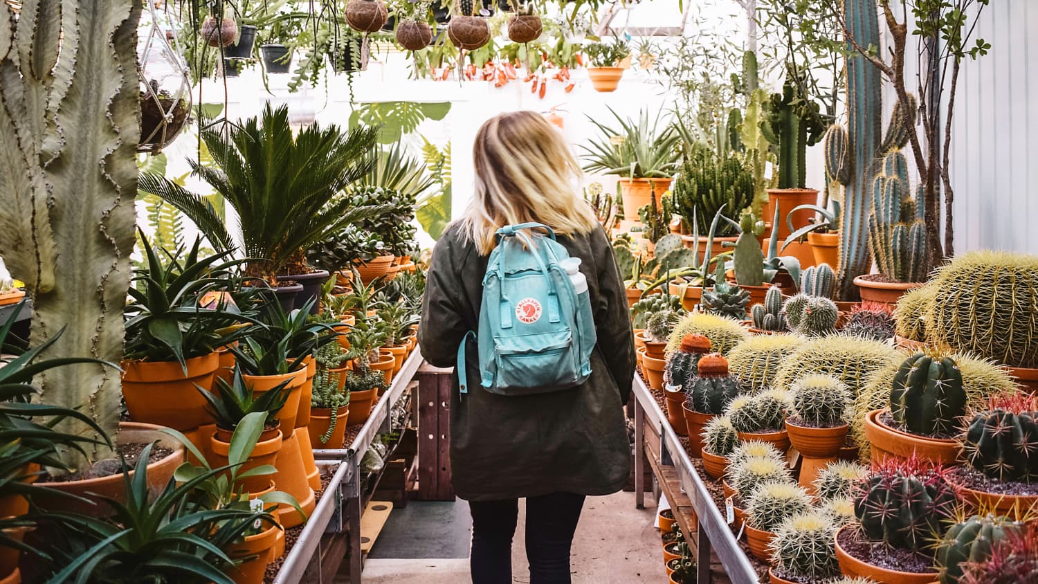 6 Tips for Buying Plants You Won't Kill | Apartment Therapy