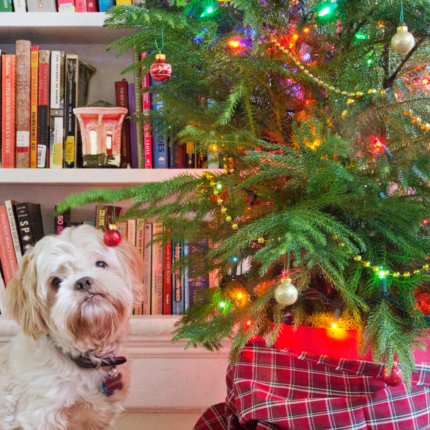 Norfolk Island Pine Small Space Christmas Tree Apartment Therapy