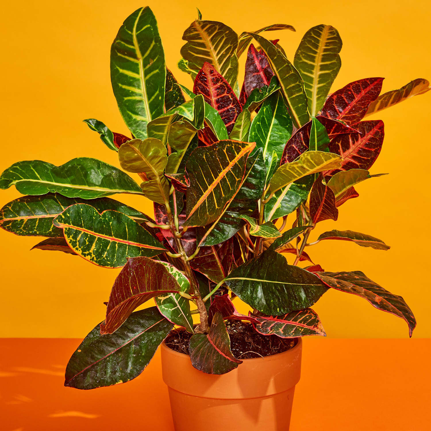 Croton plant indoor during winter
