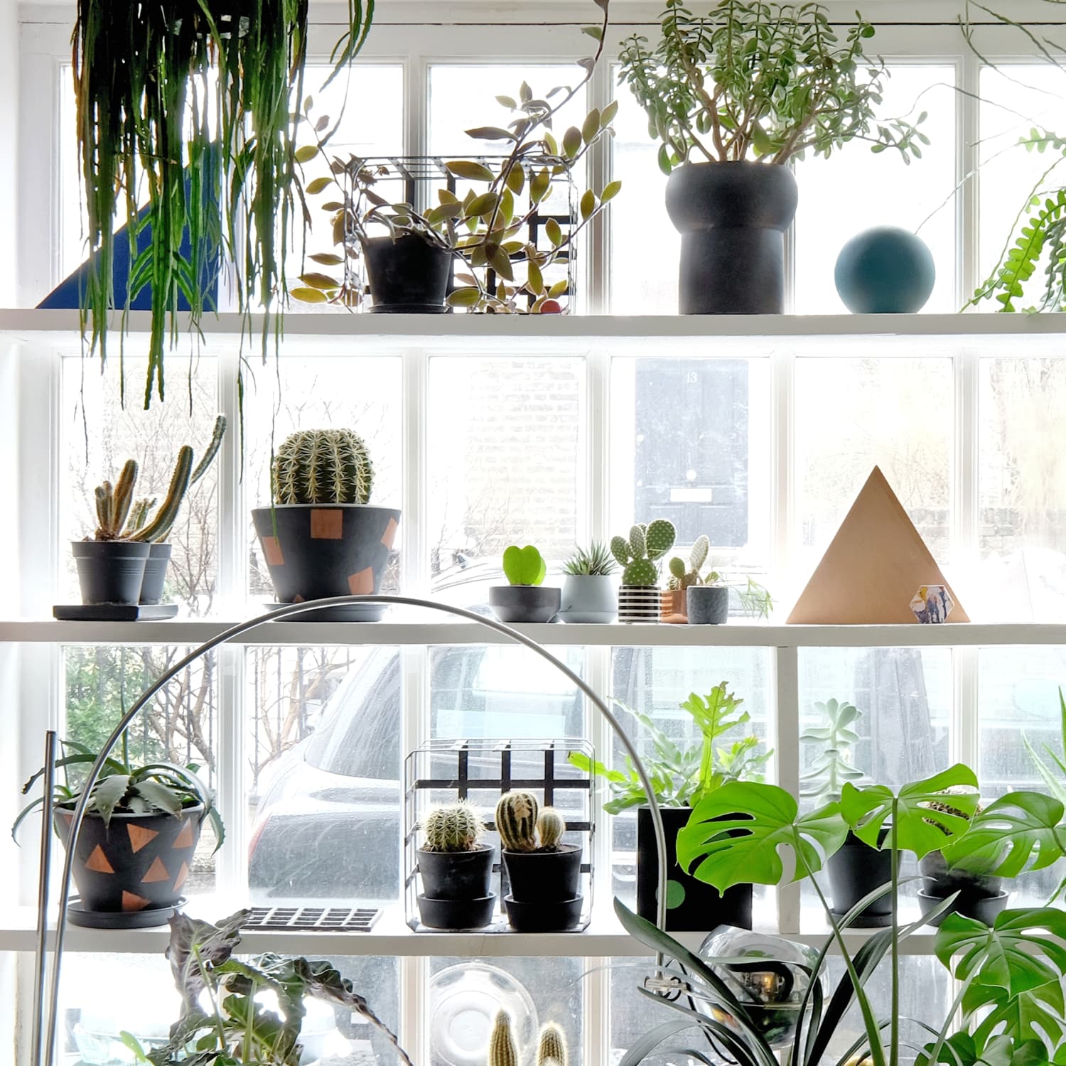 How To Prevent Fungus Gnats From Taking Over Your Houseplants