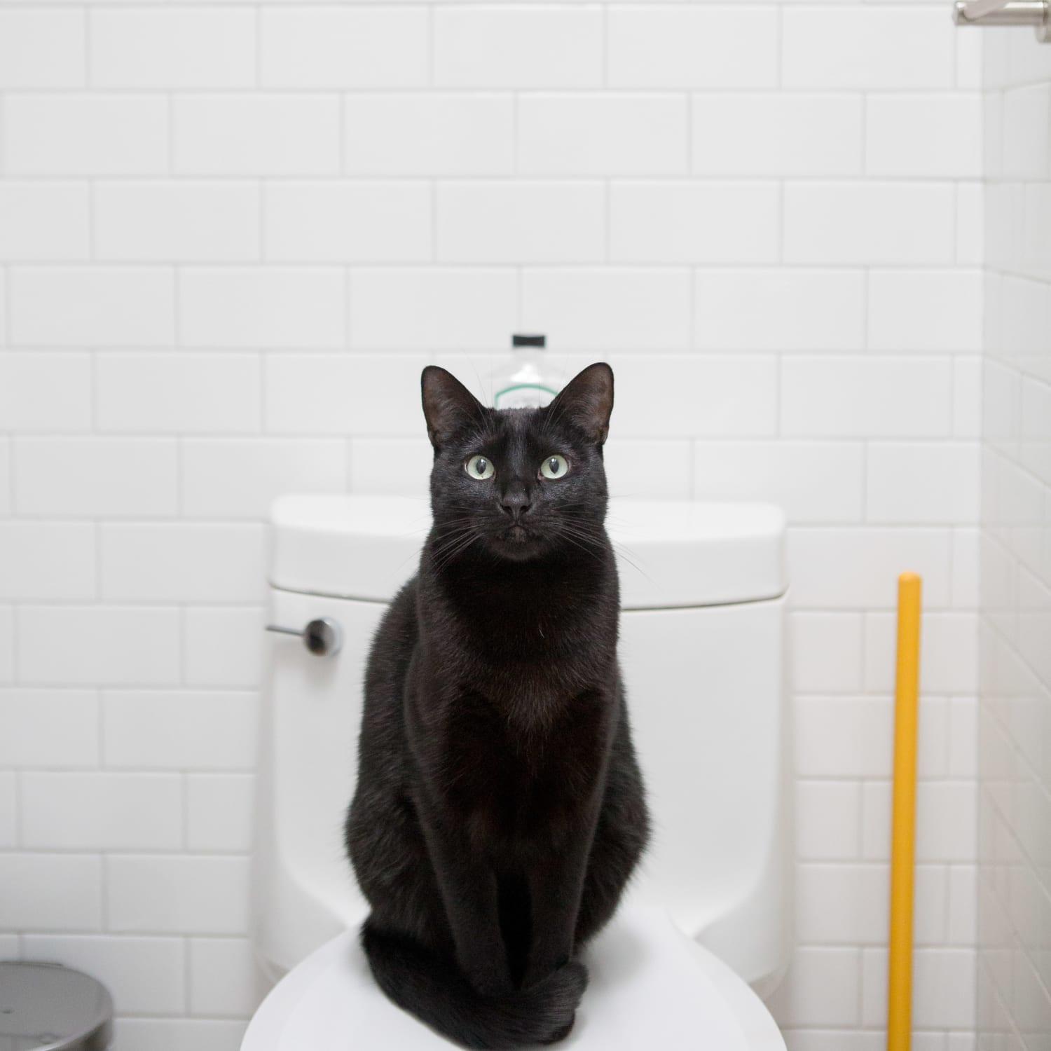 Design Friendly Litter Boxes For Every Style Apartment Therapy