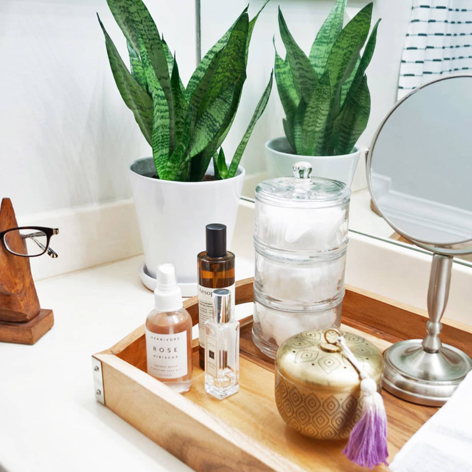 Great Low Light Plant The Snake Plant Apartment Therapy
