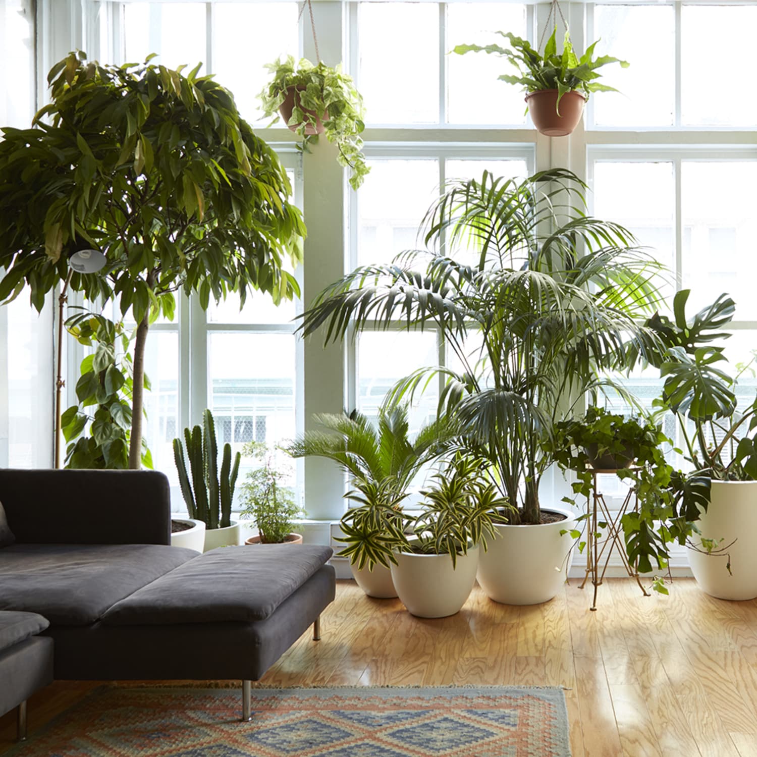 8 Houseplants That Can Survive Urban Apartments Low Light And