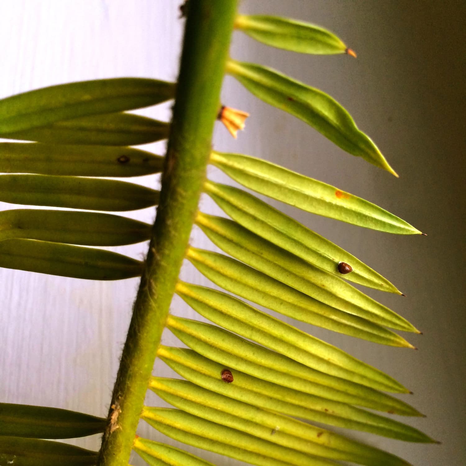 What Are The Small Brown Bugs On My Houseplants Dealing With Scale Pests Apartment Therapy