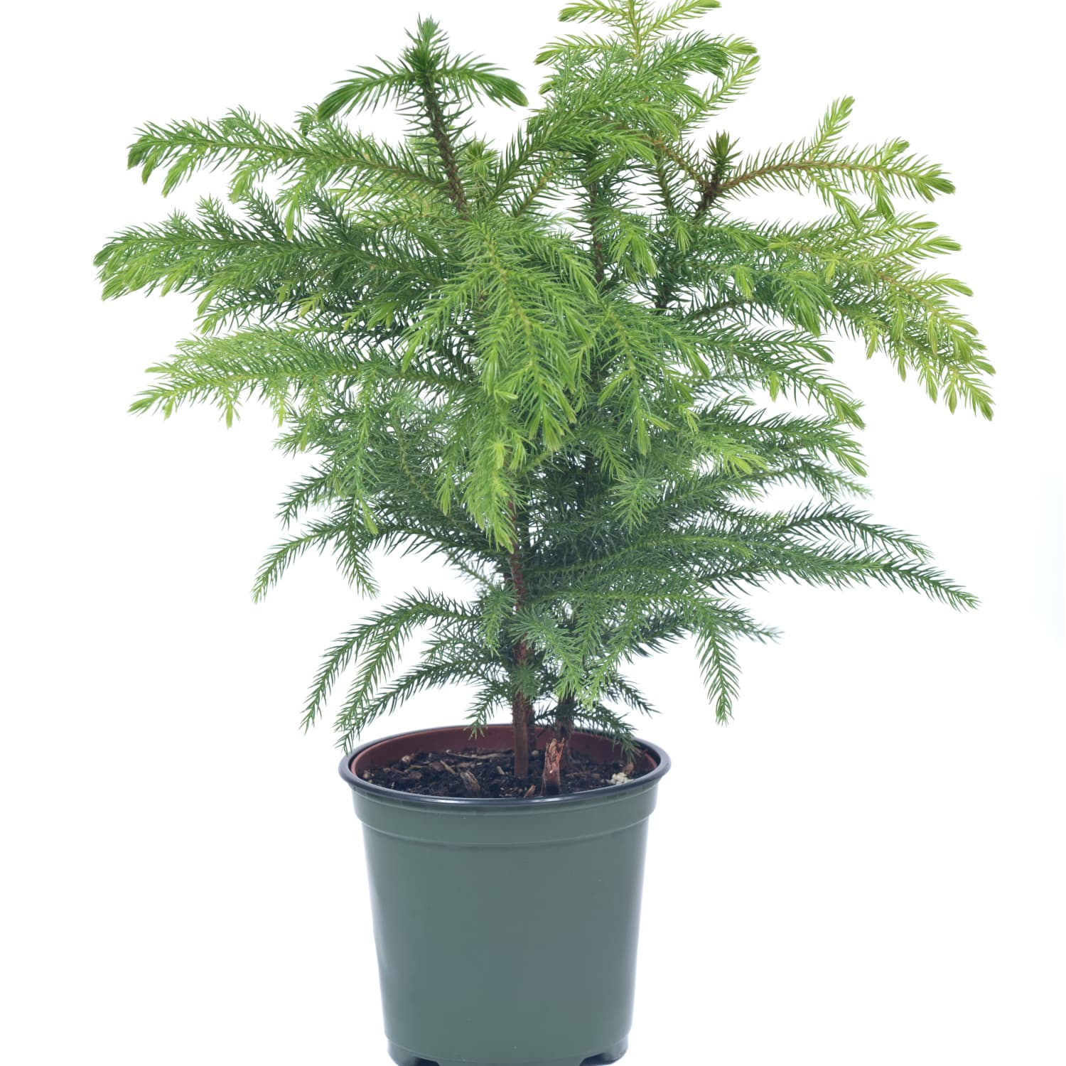 How To Grow Norfolk Island Pine Plants Indoors Apartment Therapy