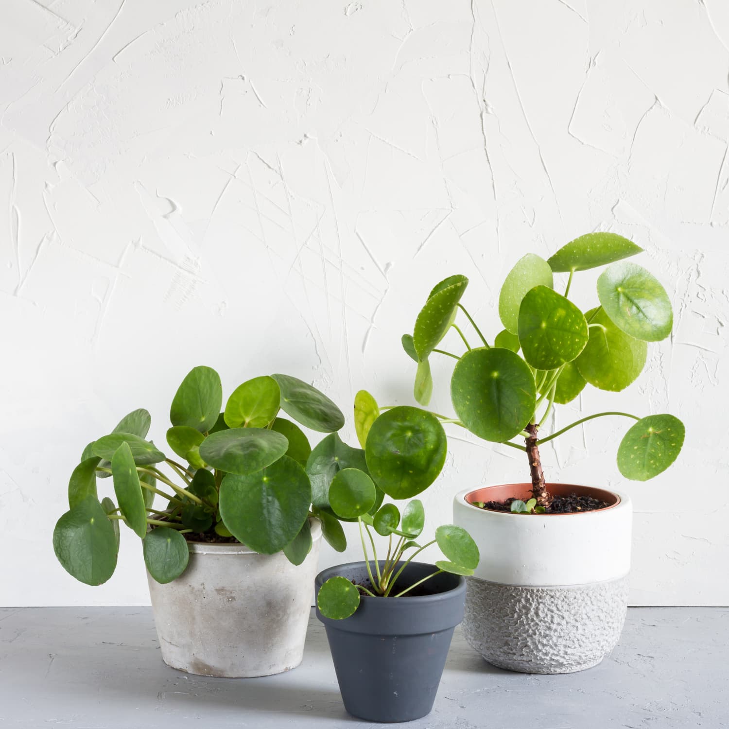 Chinese Money Plant Care - How to Grow & Maintain Pilea Apartment