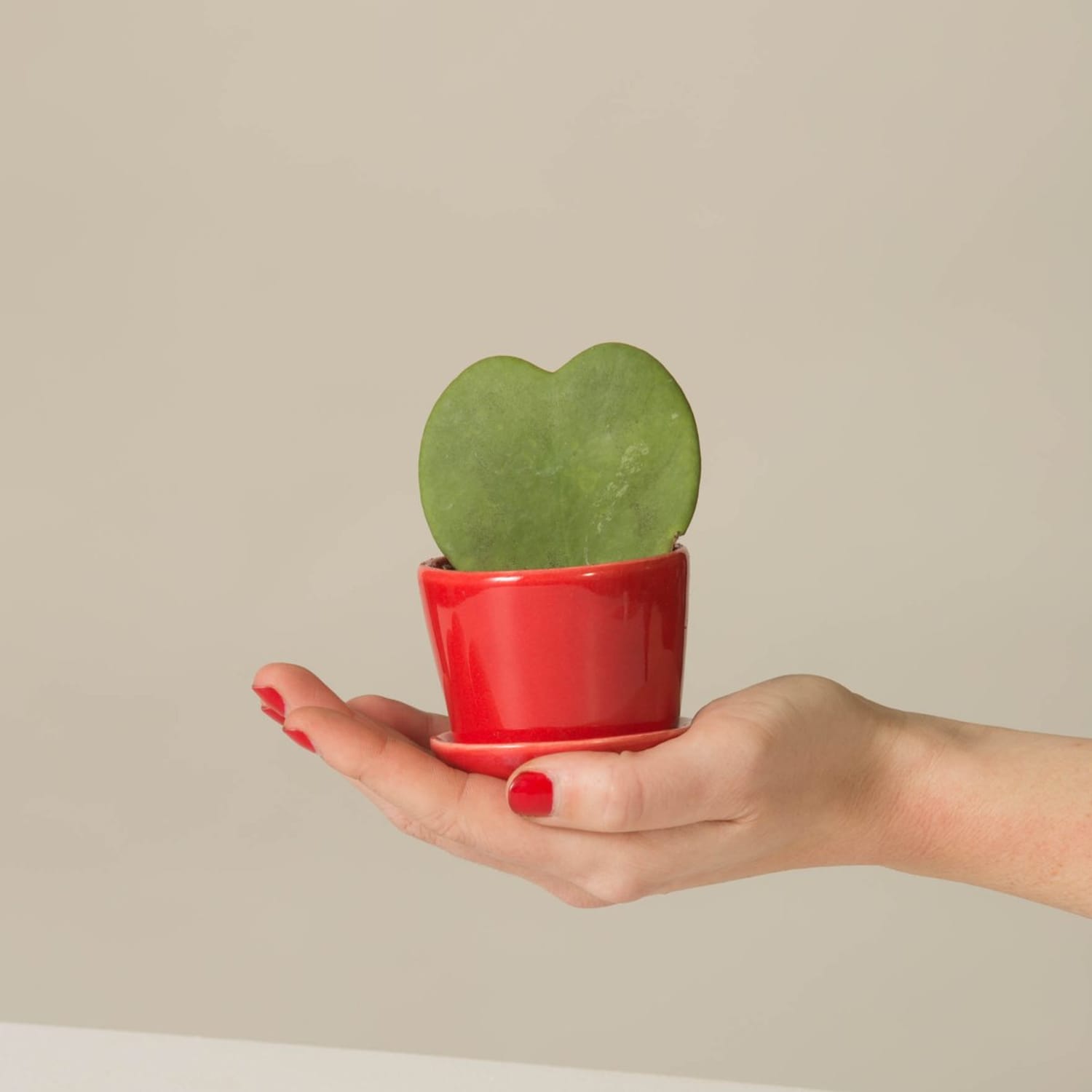 Sweetheart Wax Plant Care Hoya Kerrii Heart Apartment Therapy