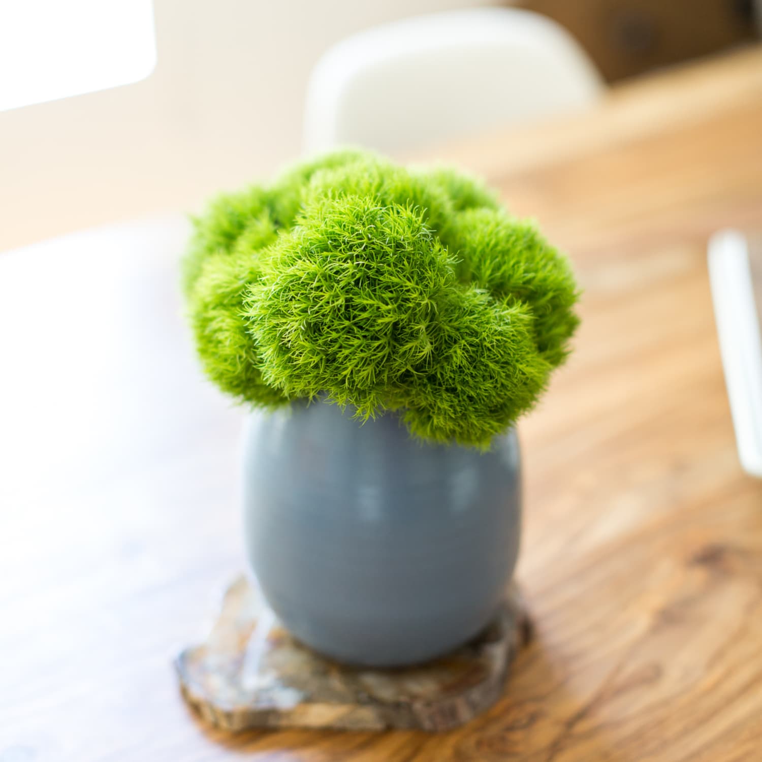 How To Grow Indoor Live Moss Garden, Where To Find Moss + Moss Care Tips