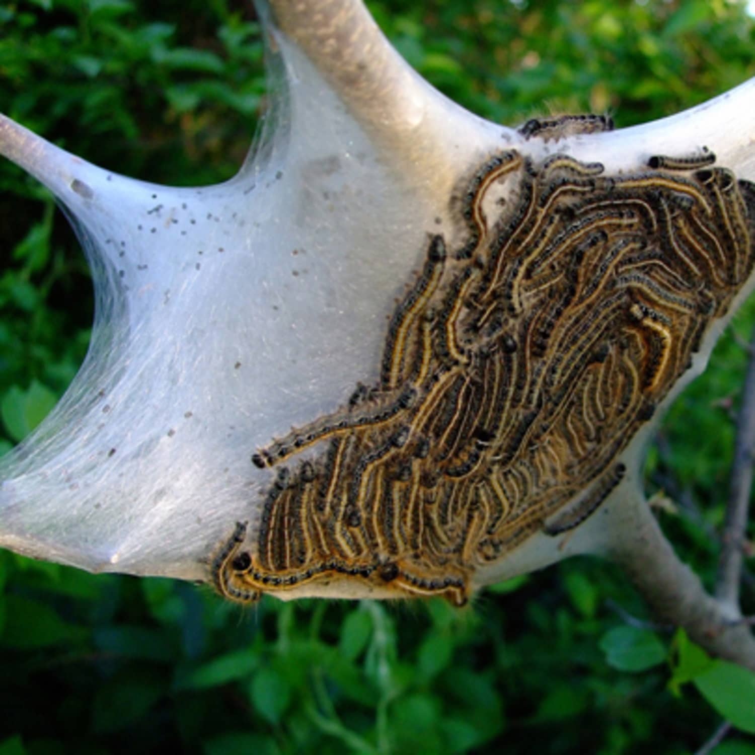 Web Worms Bag Worms And Eastern Tent Caterpillars What S The