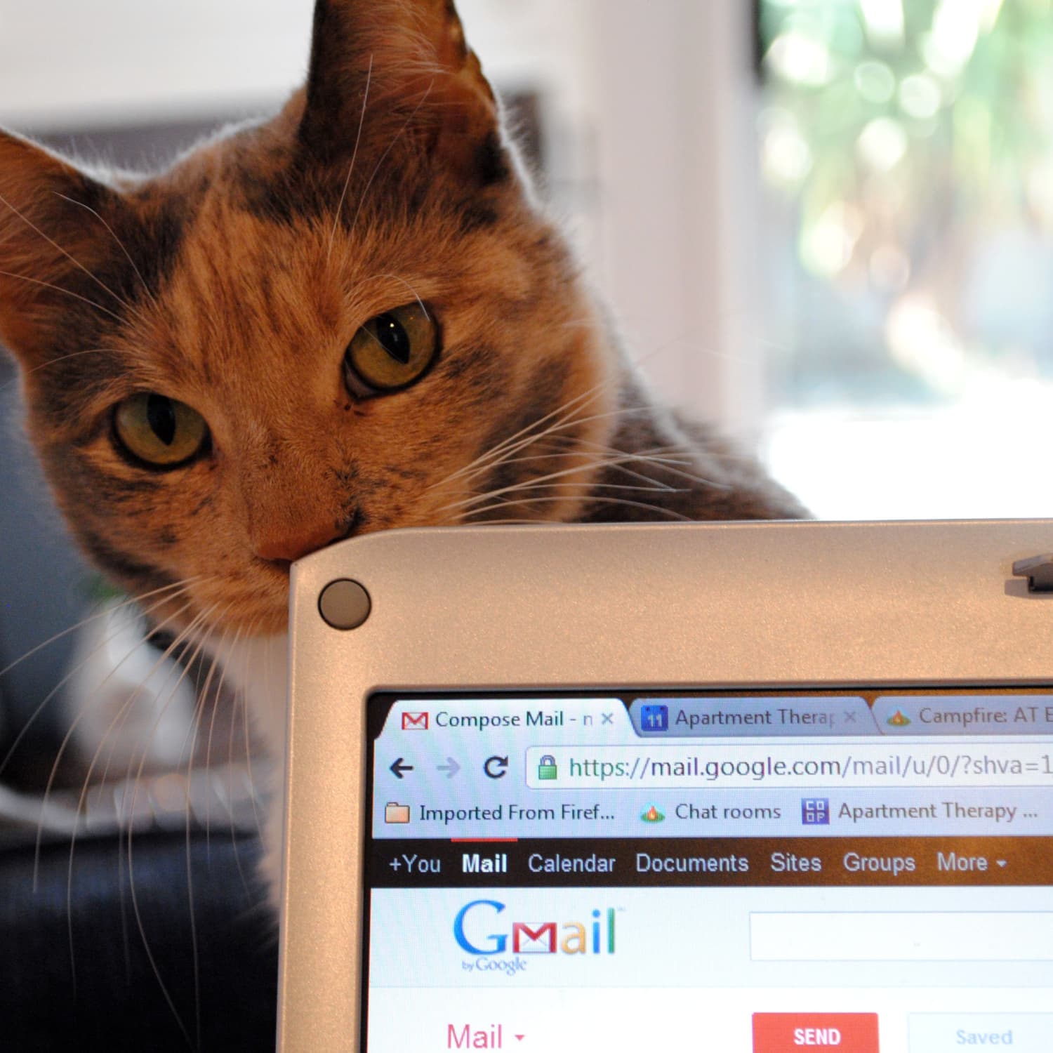 I Tried The Japanese Cat Themed Posture App Nekoze And Here S How It Went Apartment Therapy japanese cat themed posture app nekoze