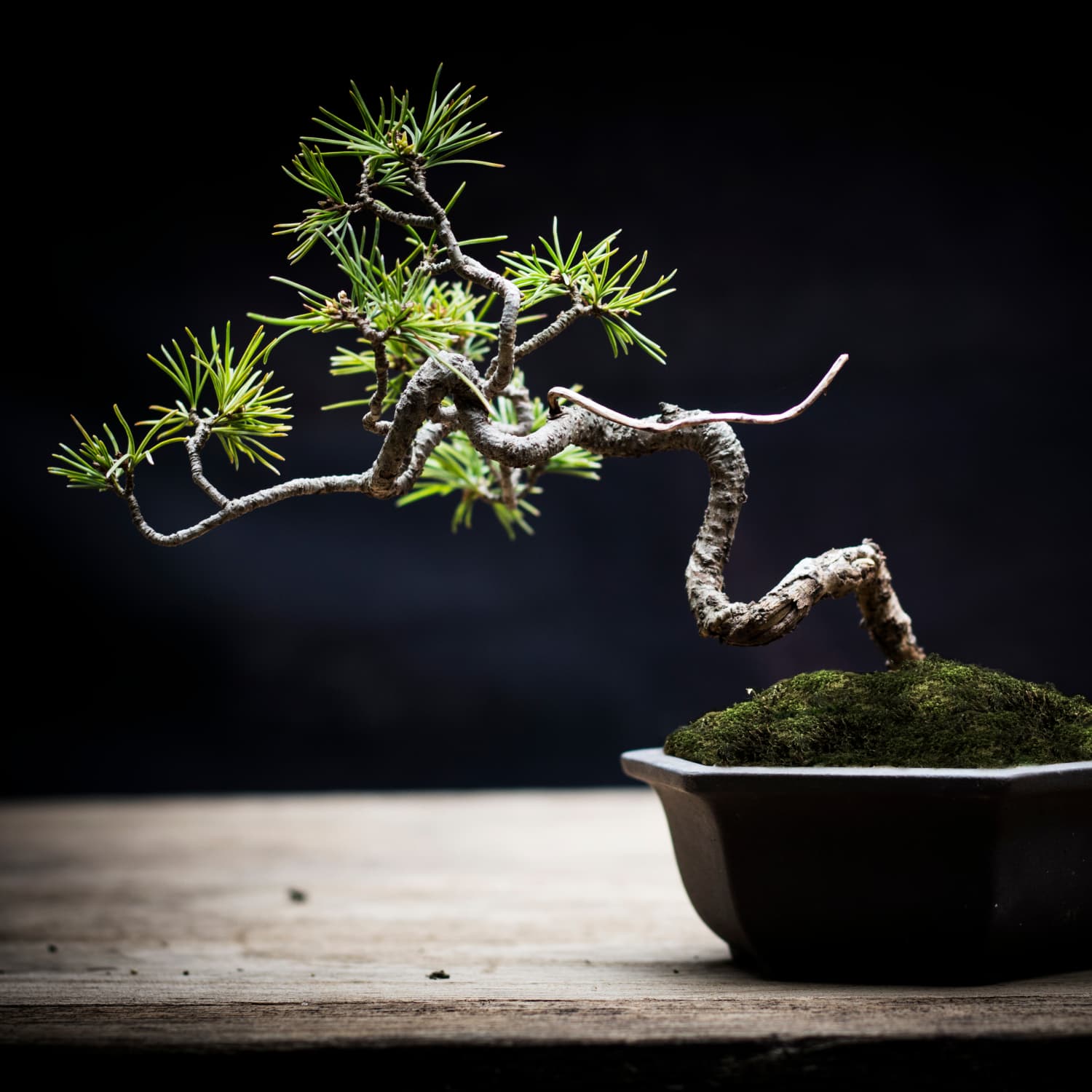 Smart Plant Bonsai Robot Video Talking Plants Apartment Therapy
