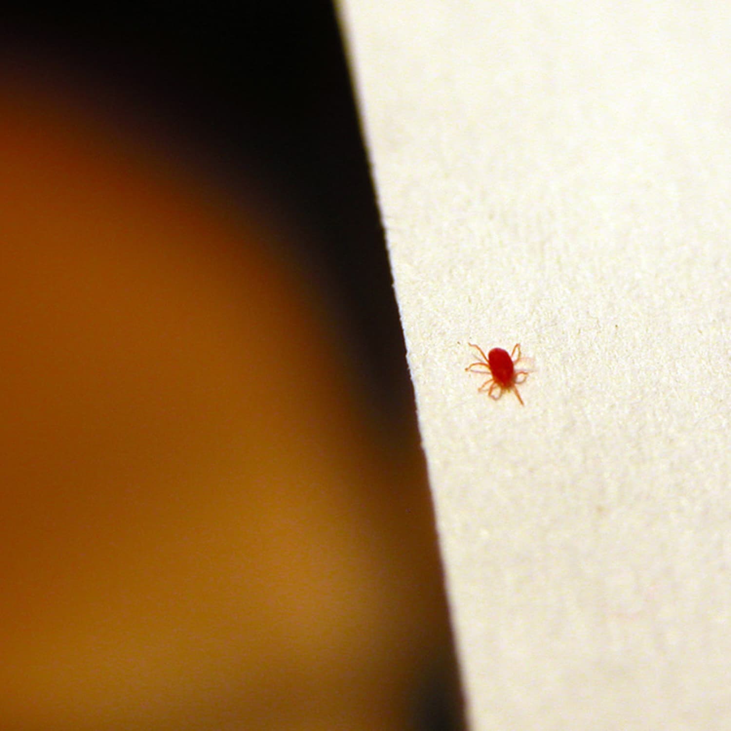 What Are those Tiny Red Bugs? All About Clover Mites | Apartment Therapy