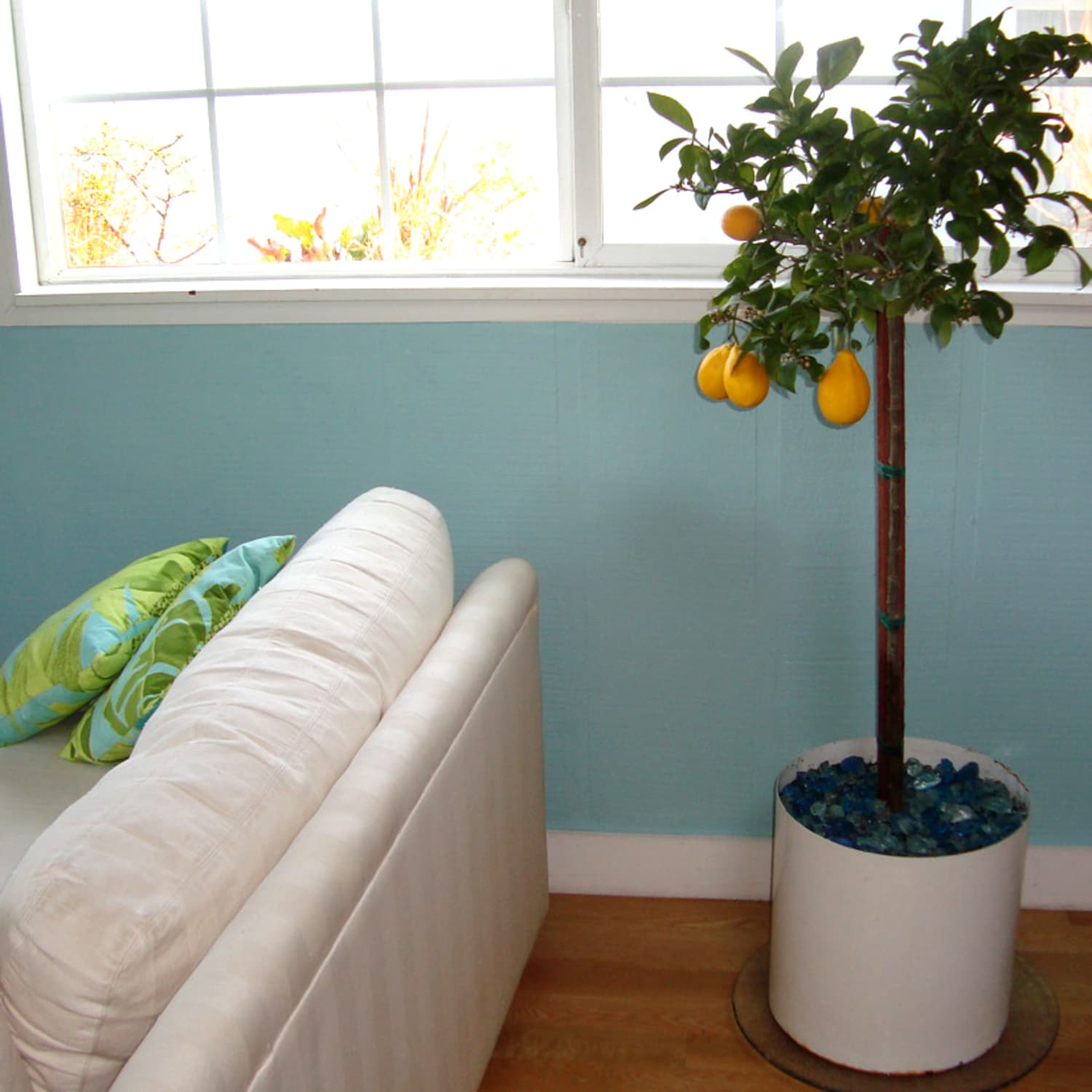 Growing Citrus Indoors 5 Helpful Tips Apartment Therapy