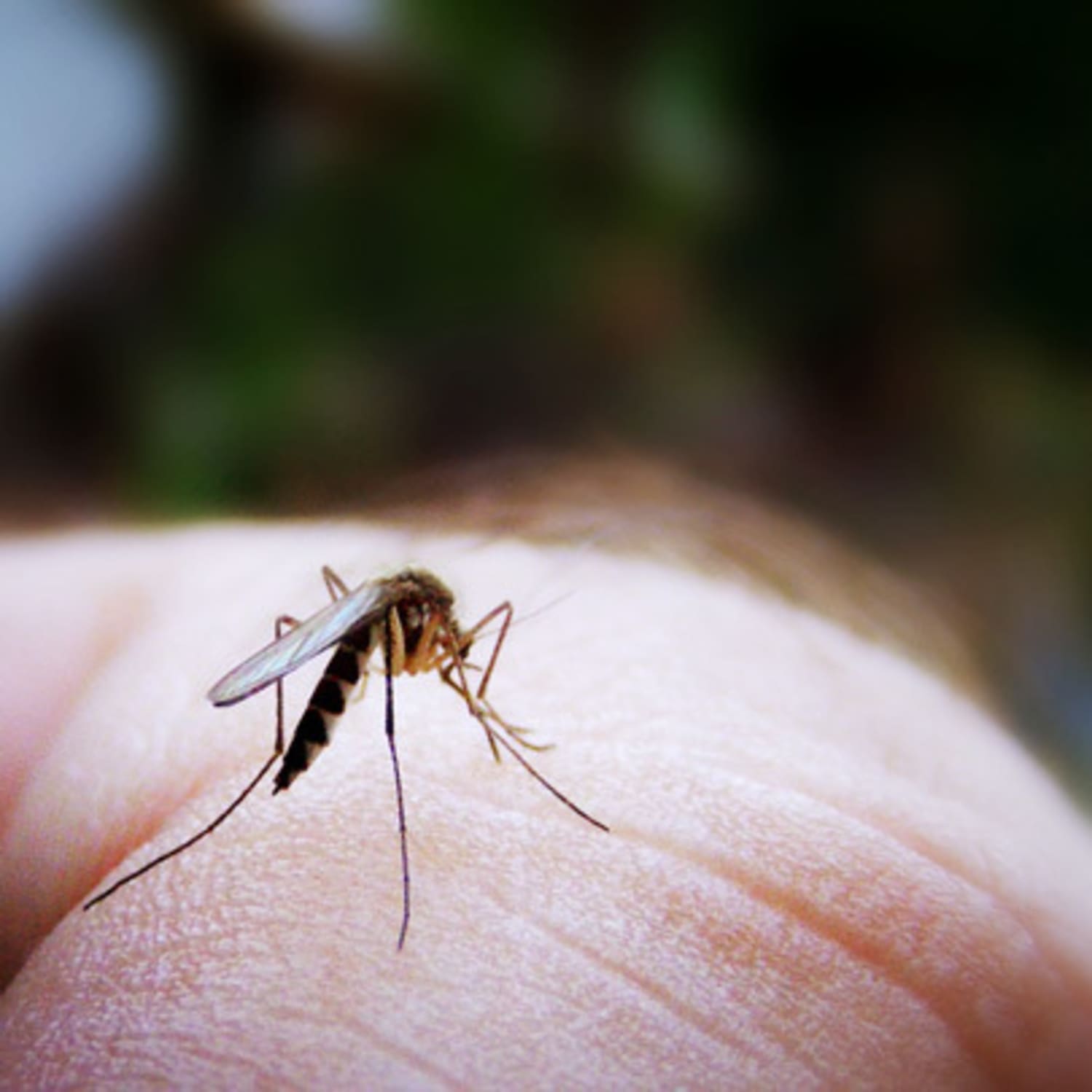 Getting Rid Of And Dealing With Mosquitoes Apartment Therapy