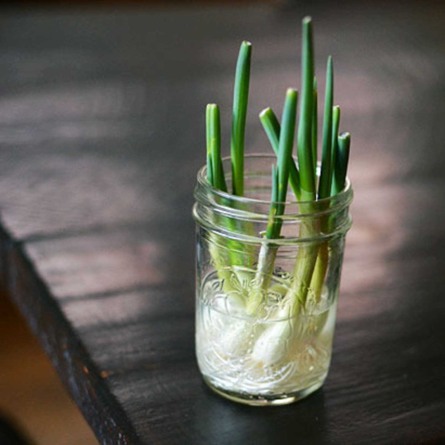 Regrowing Green Onions Grow Your Scallions Back On Your Windowsill Kitchn