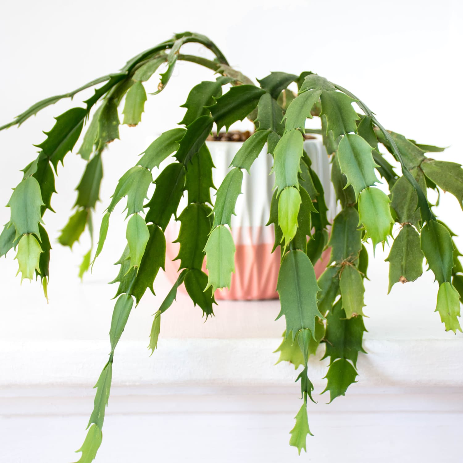 christmas cactus plants and dogs