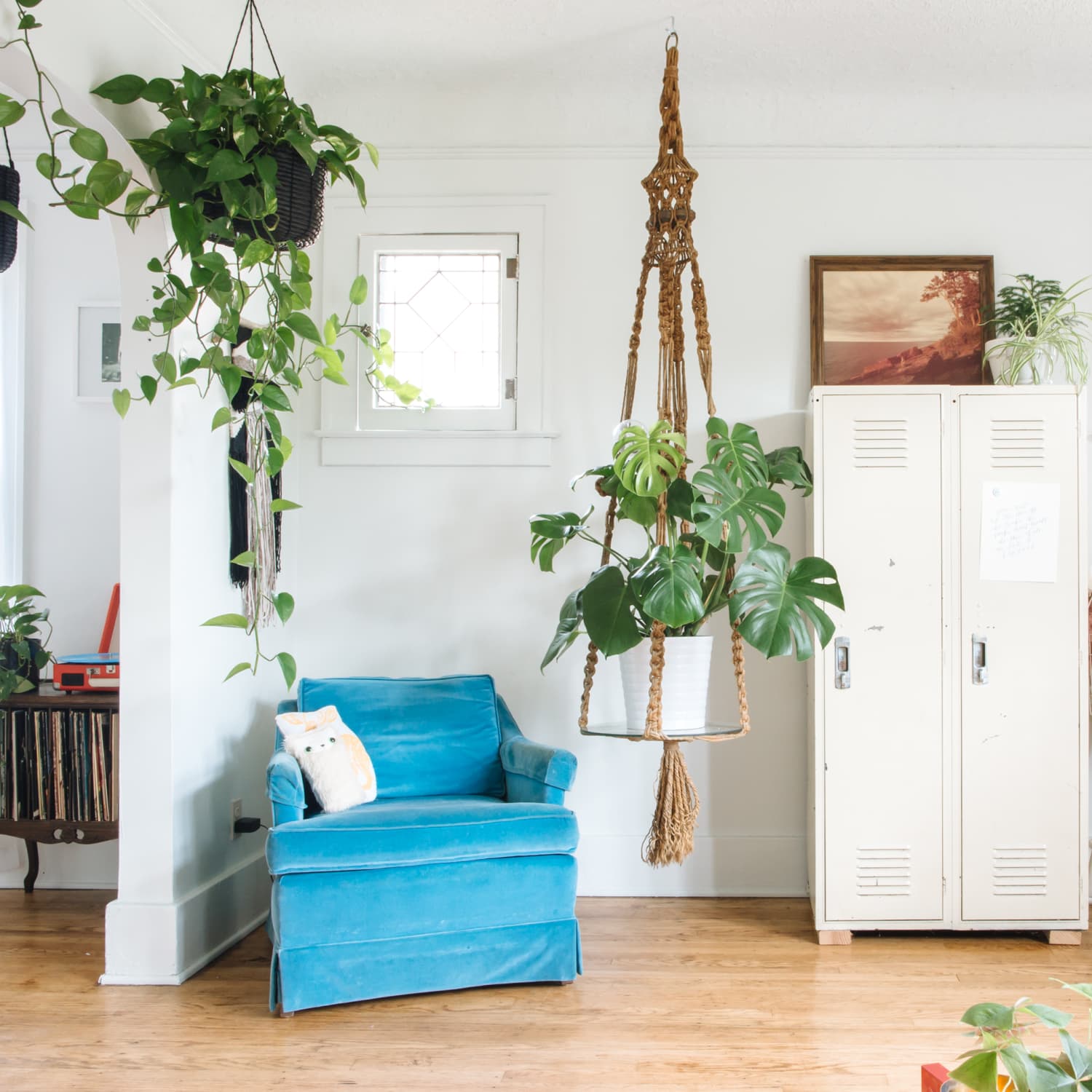 Hanging Plants Best Indoor Types Ideas Apartment Therapy