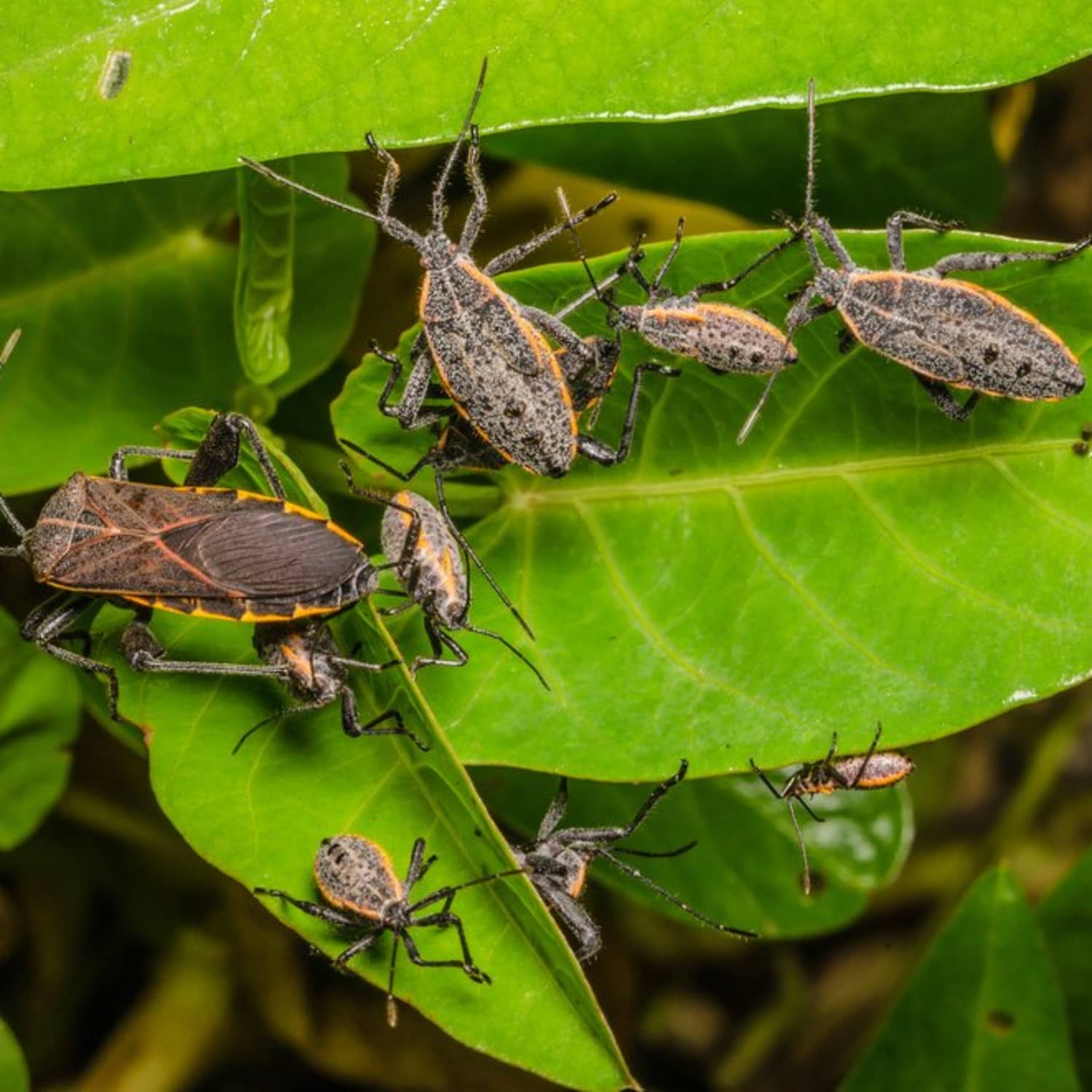 The Stink Bug: Facts, Dangers & Prevention | Apartment Therapy