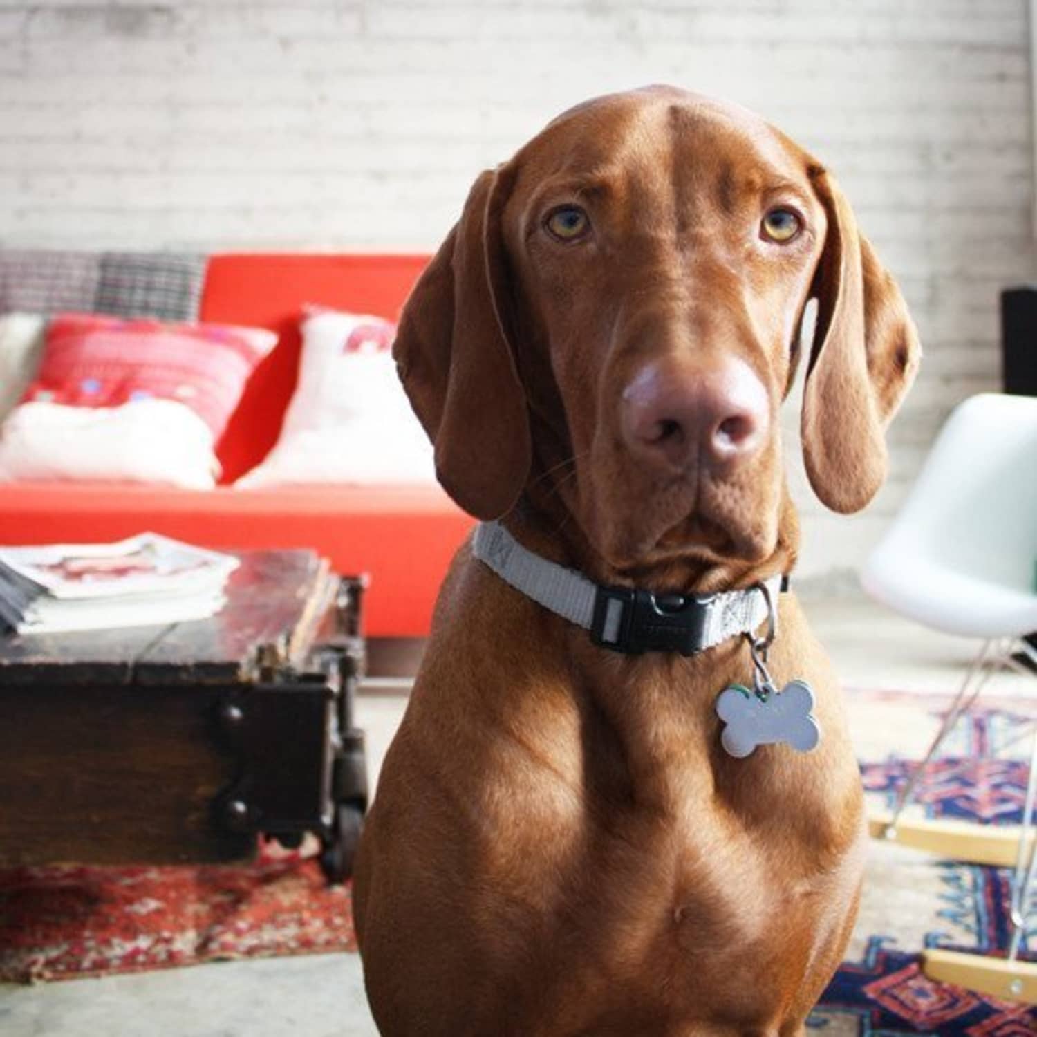 Getting Rid Of Cat Dog Smells At Home How To Control Pet Odors Apartment Therapy