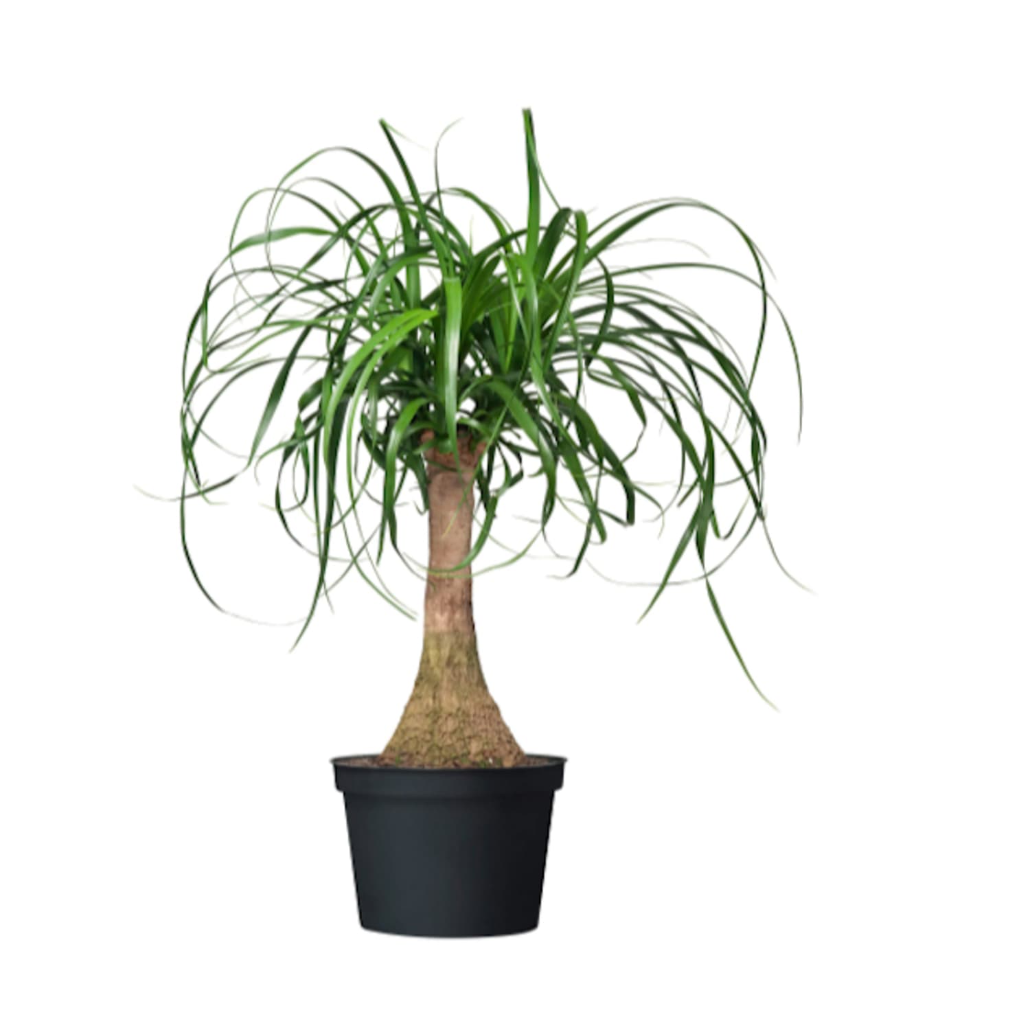 crispy wave plants Crispy Wave Fern 3" Plant (Asplenium nidus 'Crispy Wave')