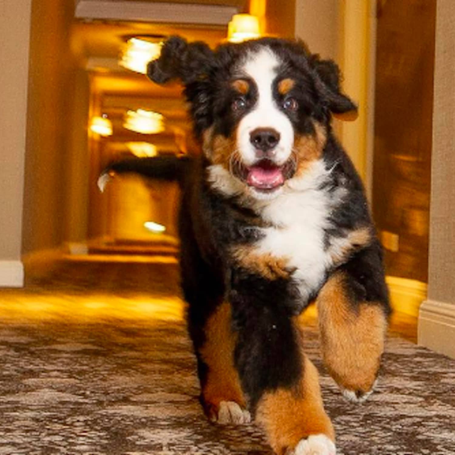 St Regis Aspen Resort Has A Bernese Mountain Dog To Cuddles Guests Apartment Therapy Their instinctive friendliness is likely to offset a stranger's initial fear of approaching such a large dog. st regis aspen resort has a bernese