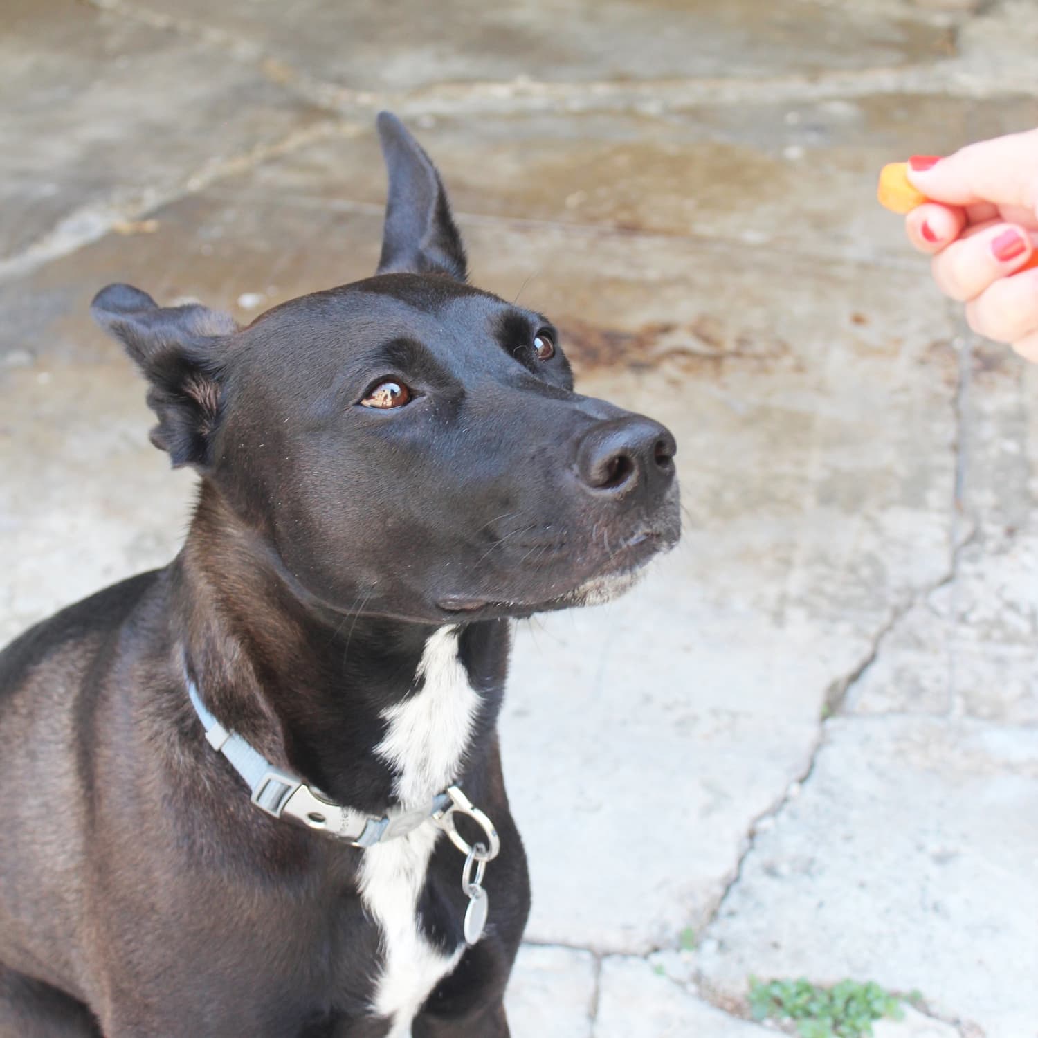 healthy dog treats vegetables