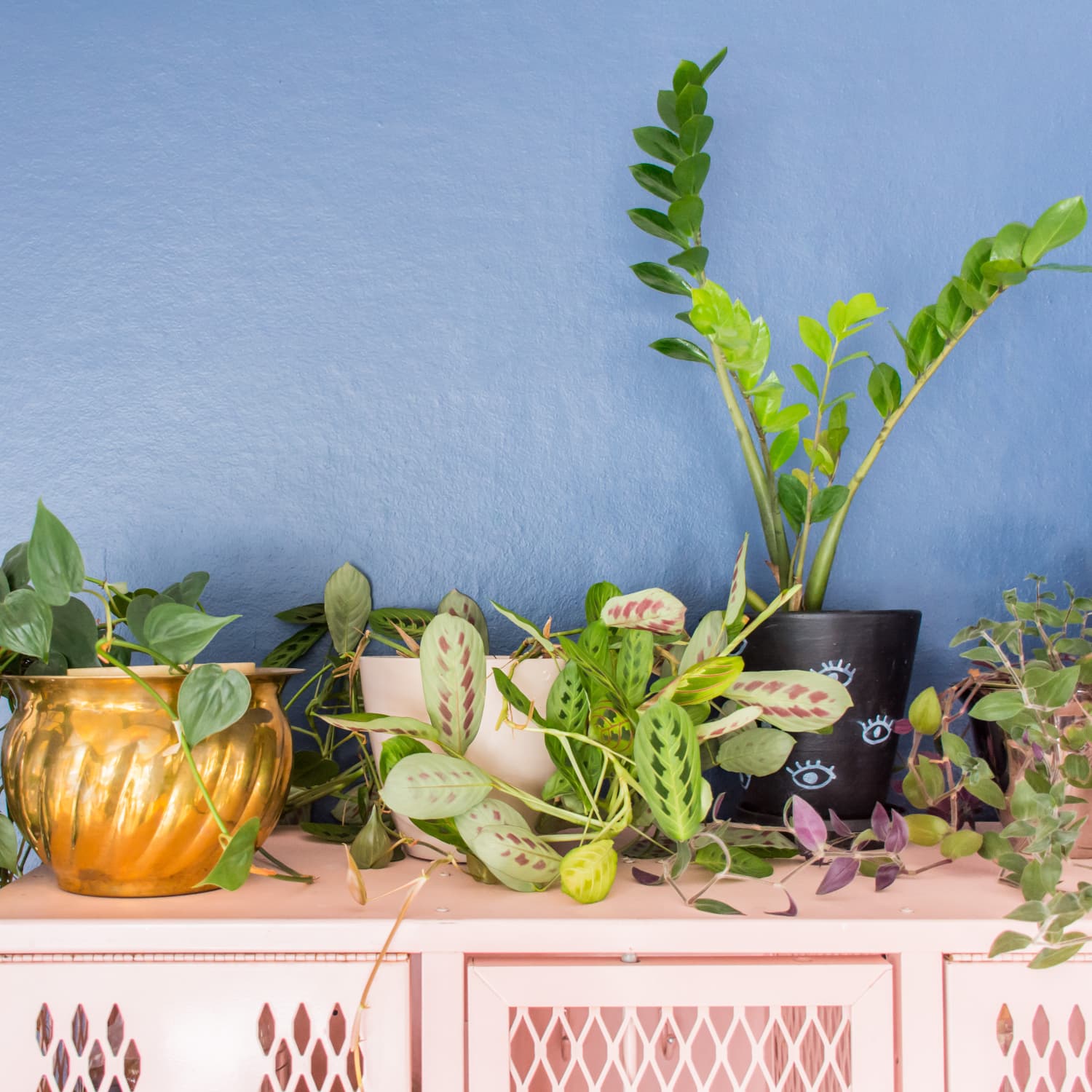 Zz Plant Care How To Grow Maintain Zz Plants Apartment Therapy