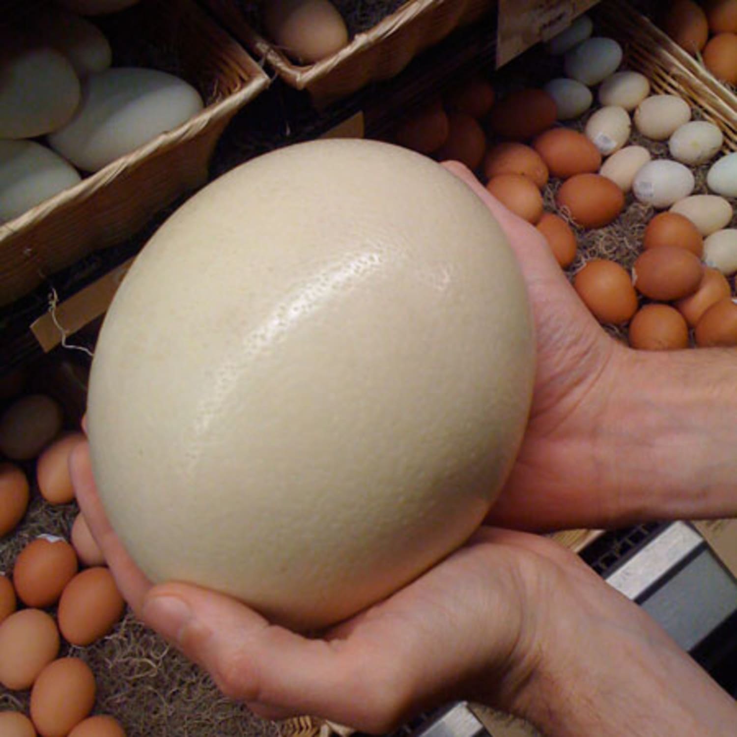 Look Local Ostrich And Emu Eggs At Whole Foods Kitchn
