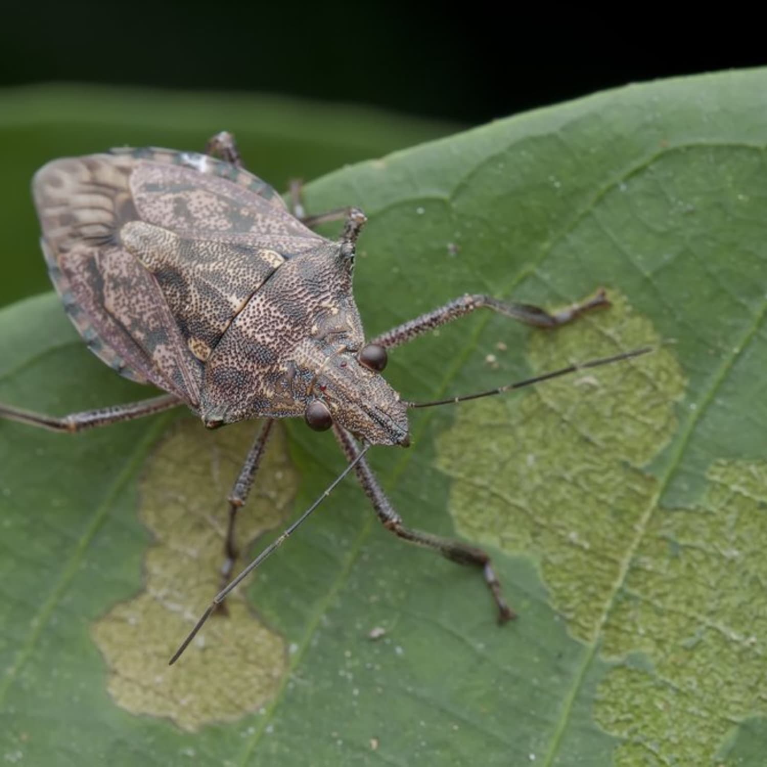 How To Get Rid Of Stink Bugs Apartment Therapy