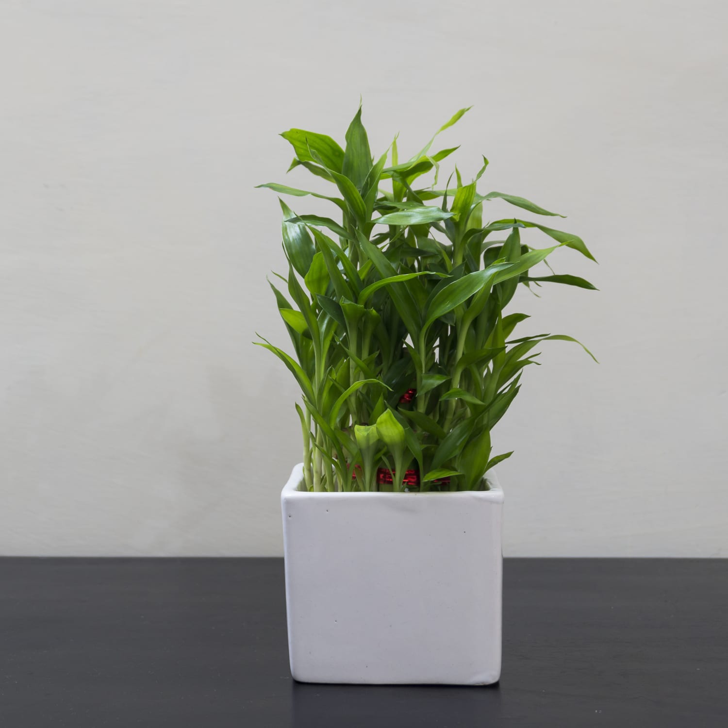 Bamboo Plant Care How To Grow Maintain Bamboo Plants