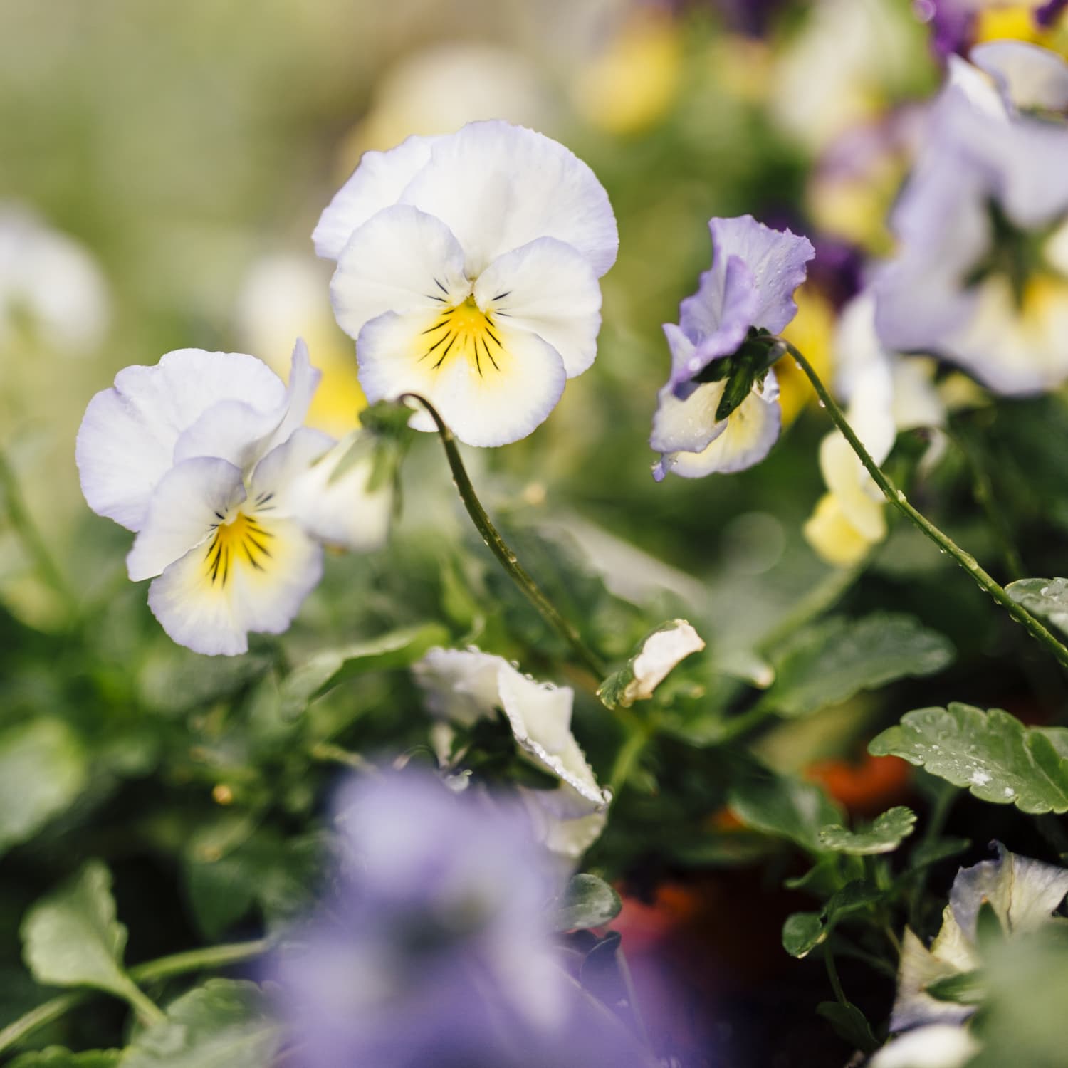 Mrs Meyers Free Compassion Flower Seeds Project Apartment Therapy