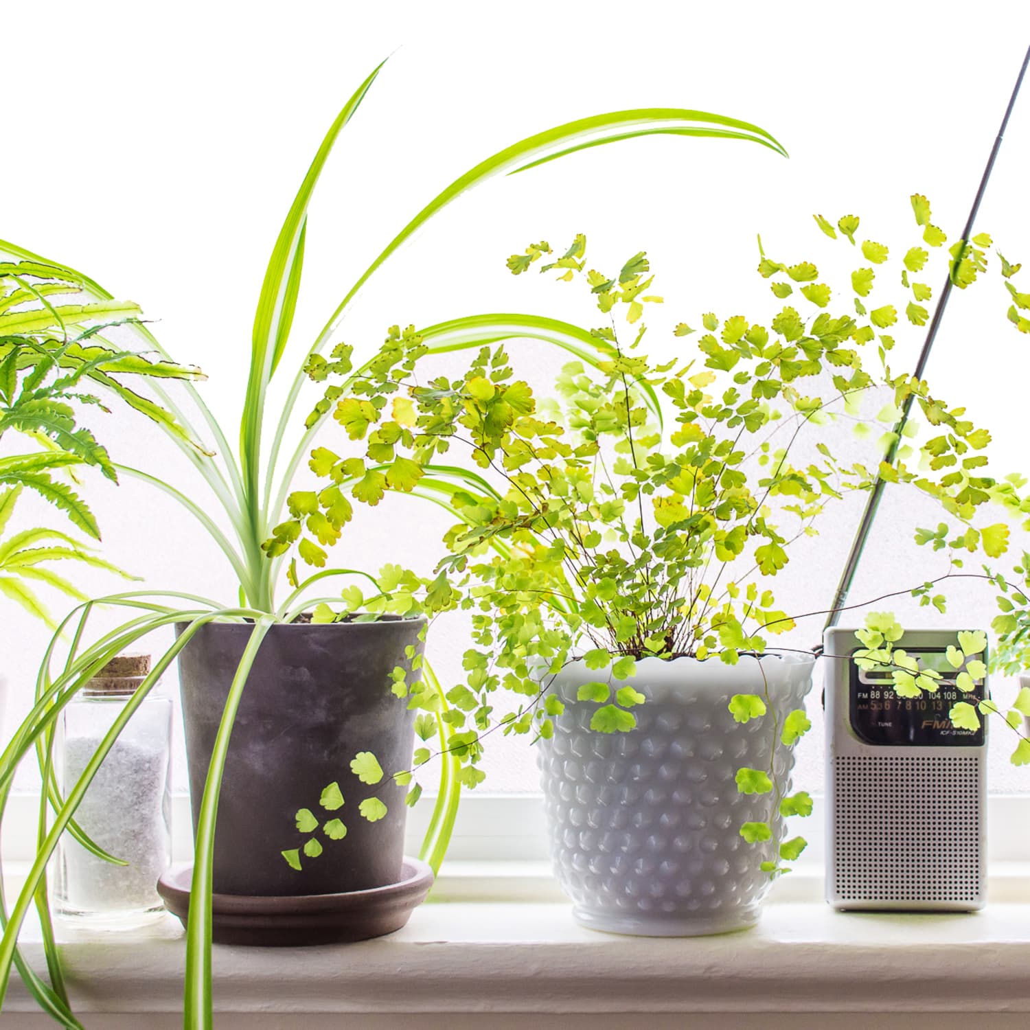 Maidenhair Fern Care How To Grow Maintain Maidenhair Fern