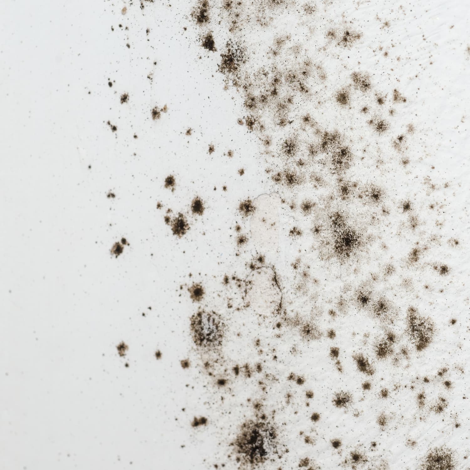 black mold spores