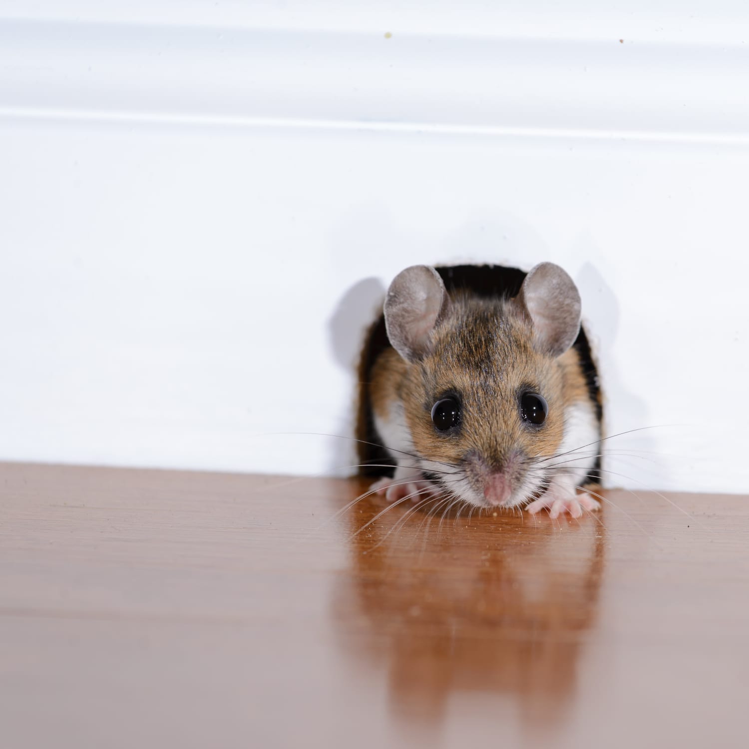 New York Rats Antibiotic Resistant Mice Pest Problem Apartment Therapy