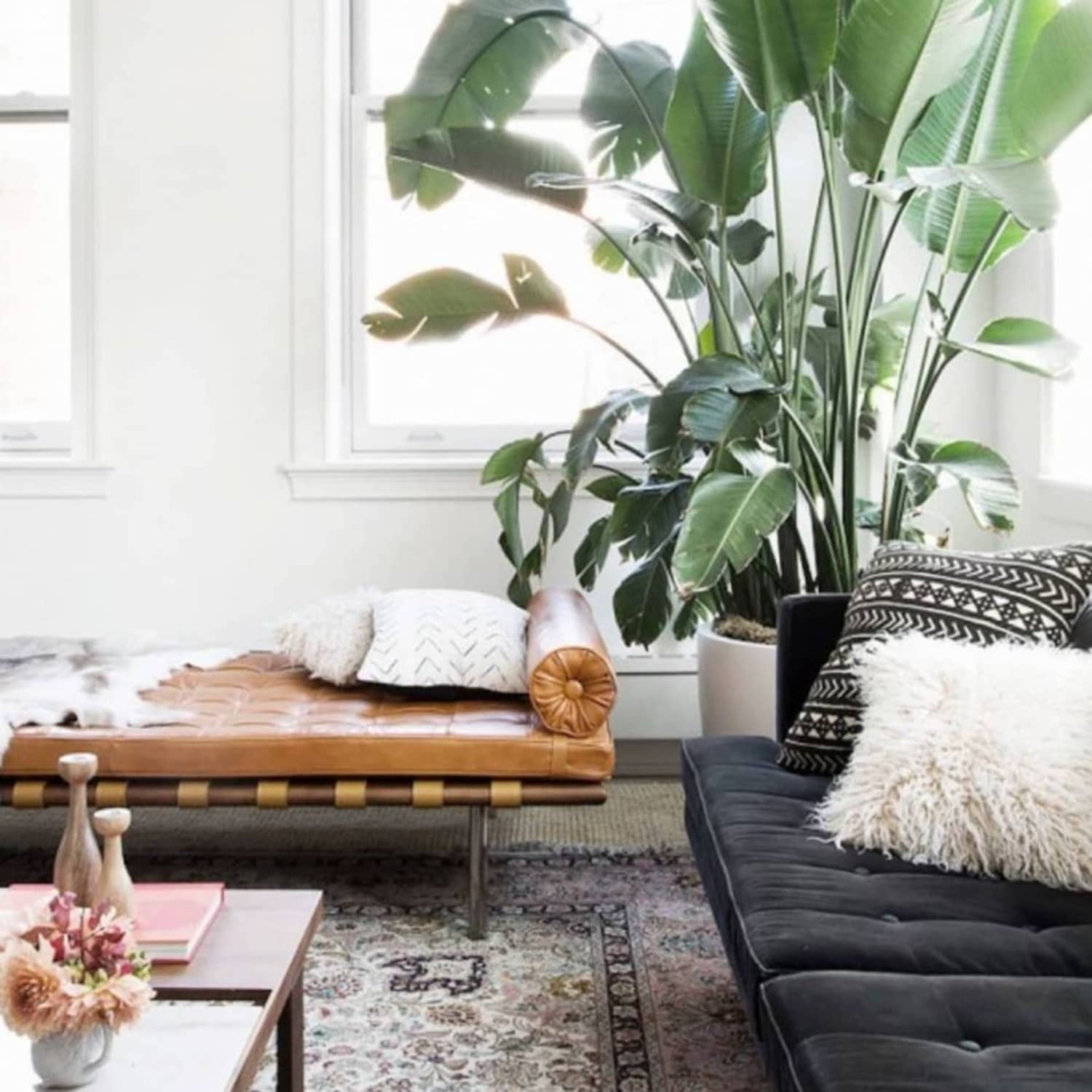 12 Best Indoor Trees Large Floor Plants For A Bold Statement Apartment Therapy